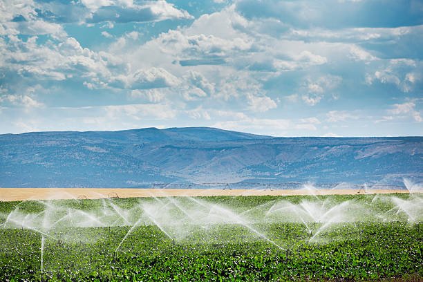 Irrigated agricultural field