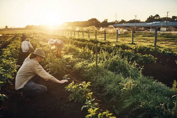Farm workers coordinating in a field